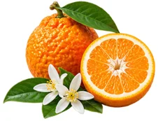 {{OFFER_NAME}}: Wurzel des koreanischen Ginsengs